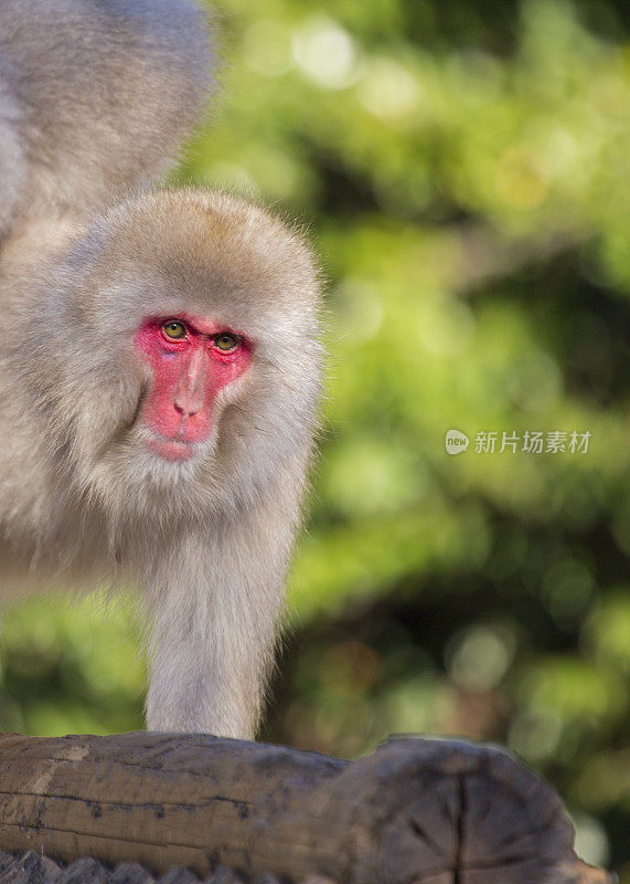 日本猕猴 (Macaca fuscata)